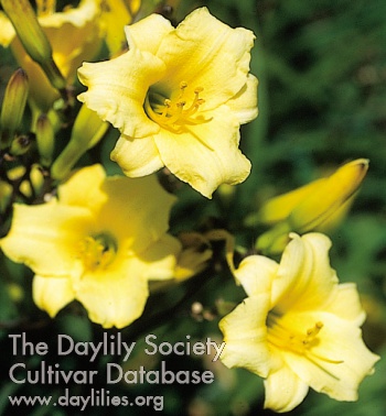 Daylily Golden Sprouts